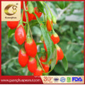 Good Quality Goji Berry New Crop Ningxia